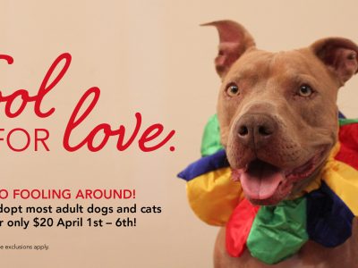 Click to view Fool For Love – April’s Pet Adoption Special
