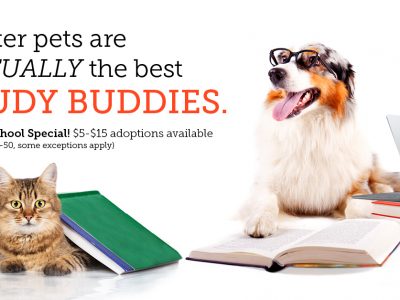 Click to view Shelter pets are virtually the best Study Buddies 