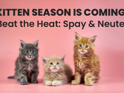 Click to view Kitten Season is coming – beat the heat by spaying and neutering your cat