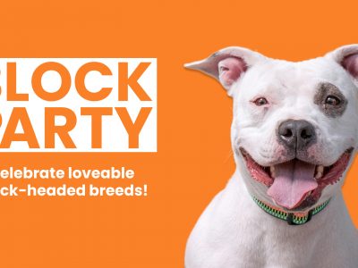 Click to view ‘Paw-ty animals’: Huntsville Animal Services to host Fall Block Party