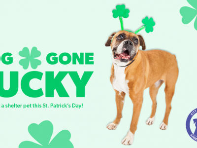 Click to view ‘Dog Gone Lucky’: Huntsville Animal Services urges action on homeless pets