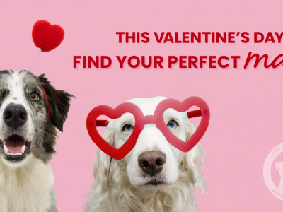 Click to view Single Dogs Seek Fur-ever Love: Huntsville Animal Services hosts Valentine’s Day lovefest