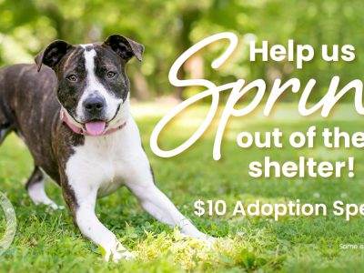 Click to view Huntsville Animal Services asks public to ‘spring’ pooches from kennels