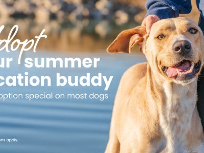 Click to view Need a vacation buddy? Snag one from Huntsville Animal Services for only $10
