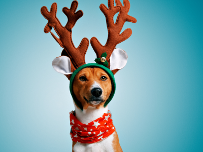 Click to view Huntsville Animal Services slashes fees to help clear shelter for the holidays