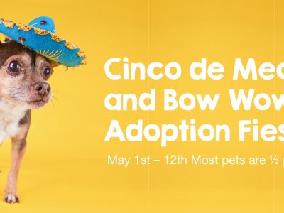 Click to view Cinco de Meow and Bow Wow Adoption Special
