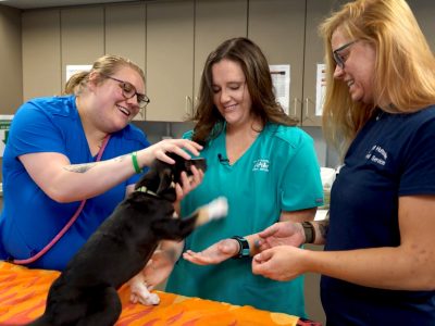 Click to view Animal Services celebrates Clear the Shelters Month in August with events, waived adoption fees