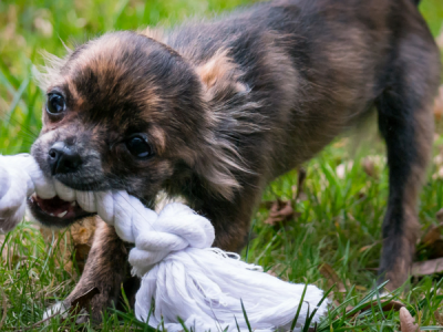 Click to view Santa Paws Pet Toy Holiday Drive