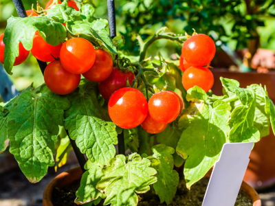 Click to view Spring into Spring: Green Team hosting Earth Month events Friday, Saturday