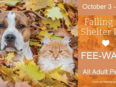 Click to view Falling For Shelter Pets – FEE WAIVED Adoptions