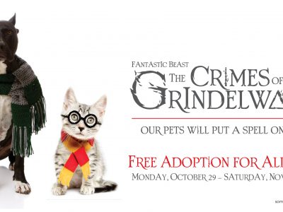 Click to view Our Pets will Put a Spell on You! FREE Adoption Special for Halloween