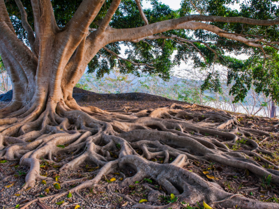 Click to view Getting to the root of it: What’s really happening beneath our feet?
