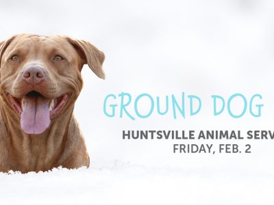 Click to view Huntsville Animal Services waiving fees on most adult pets ahead of annual Ground Dog Day
