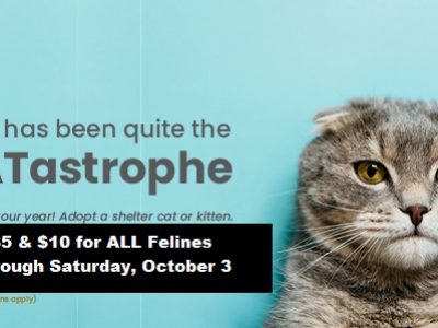 Click to view Feline CATastrophe at Animal Services