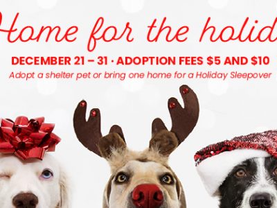 Click to view Help a Shelter pet go home for the Holidays!