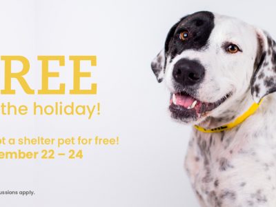 Click to view Huntsville Animal Services waiving adoption fees on most animals