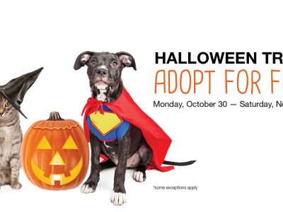 Click to view Sweet Halloween Treats – FREE Pet Adoptions!