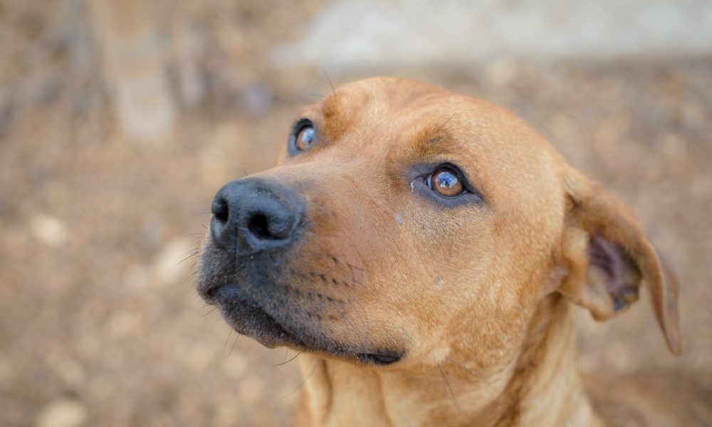 National “Clear the Shelters” Pet Adoption Campaign Aug. 14-19