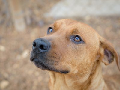 Click to view National “Clear the Shelters” Pet Adoption Campaign Aug. 14-19