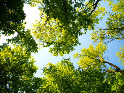 Click to view Huntsville Tree Commission honors visionary leader who helped shape the City’s urban forest