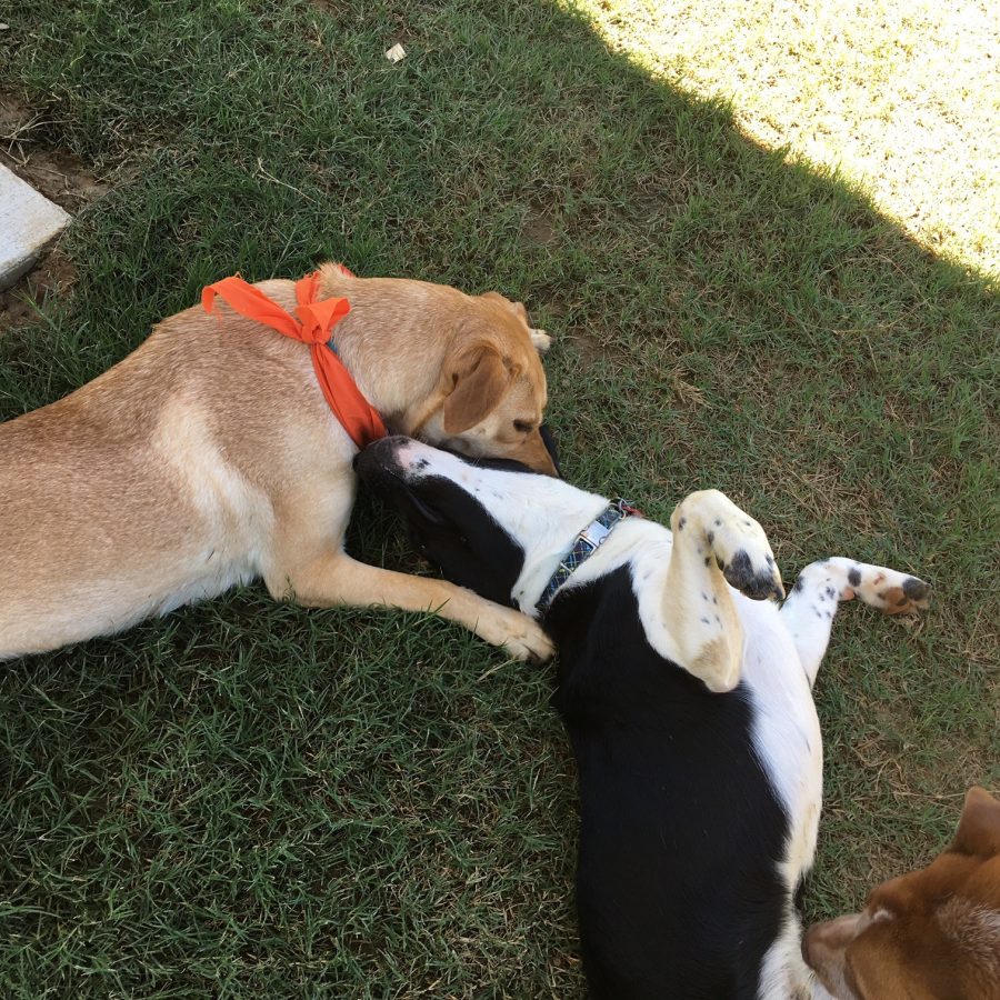 March Madness Adoption Special at Huntsville Animal Services City of Huntsville