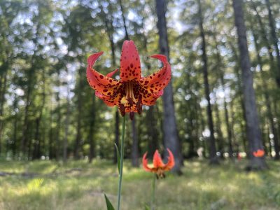 Click to view Biodiversity at Elgie’s Walk Greenway