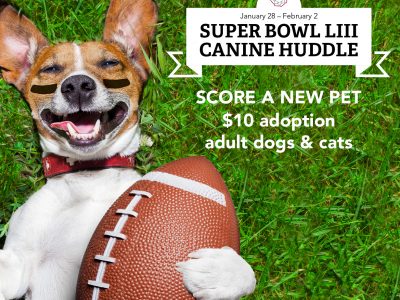 Click to view Super Bowl Canine Huddle at the Animal Shelter