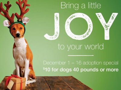 Click to view Joy to the World Pet Adoption