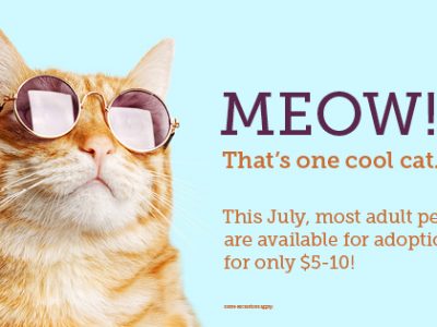 Click to view Summer Season brings Cool Cats and Hot Dogs 