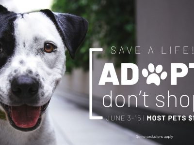 Click to view Adopt, don’t shop at Animal Services pet special