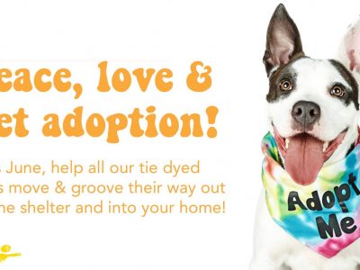 Click to view A Tie Dye Experience at the Animal Shelter
