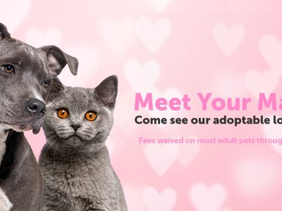 Click to view Looking for love? Huntsville Animal Services invites you to Meet Your Match
