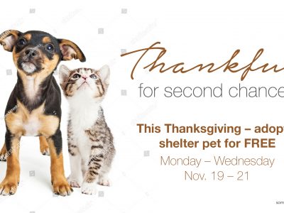 Click to view Our Pets Are Thankful For Second Chances