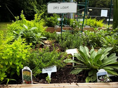 Click to view The magic of Oak Park’s community garden