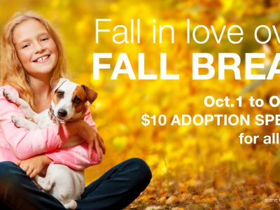 Click to view Fall in Love over Fall Break with a new Pet from the Animal Shelter!