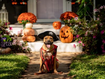 Click to view Find your BOO: ‘Spooktacular’ adoption campaign seeks forever homes for shelter dogs