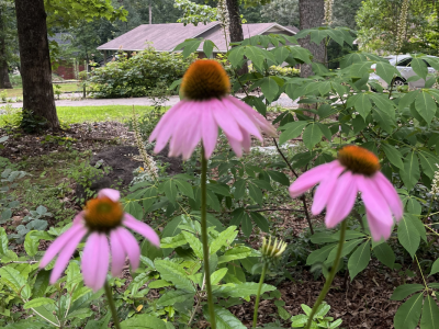 Click to view Planting It Forward: Dig, Divide, Donate