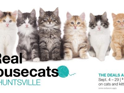 Click to view Real Housecats of Huntsville Featured at Huntsville Animal Services