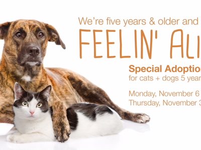 Click to view Senior Pets are Special – November Free Adoption Package