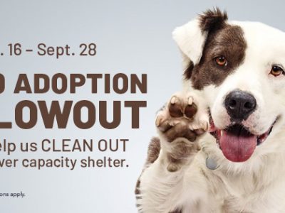 Click to view $10 Pet Adoption Blowout
