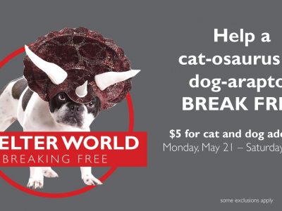 Click to view Shelter World – Breaking Free Adoption Special