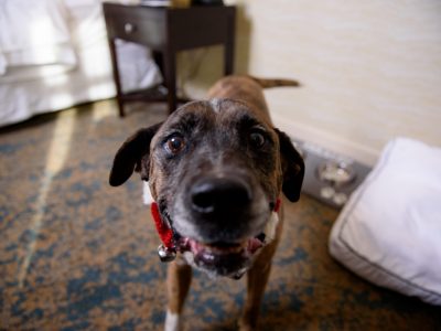 Click to view Santa Paws: Animal Services, Visitors Bureau team up to promote adoptable dogs at local pet-friendly hotels