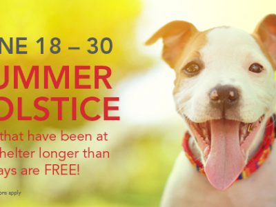 Click to view Summer Solstice Adoption Special for Shelter Pets