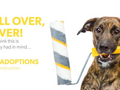 Click to view Animal Shelter under construction – free adoptions until hard hats disappear
