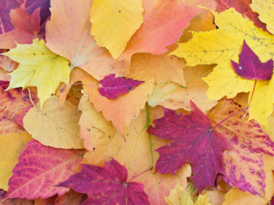 Click to view How to properly dispose of fall leaves
