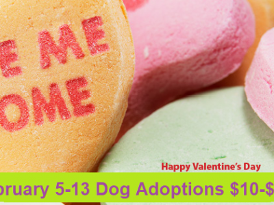 Click to view Bring Home a Furry Friend for Valentine’s