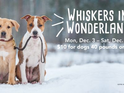 Click to view Whiskers In Wonderland – $10 Adoptions for Dogs 40+ Pounds