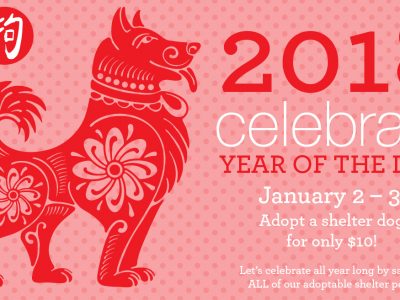 Click to view Animal Shelter Celebrates the Year of the Dog with $10 Adoption Special