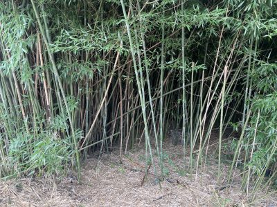 Click to view Beware of the invasive nature of bamboo