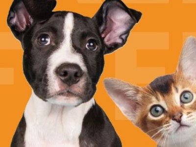 Click to view Huntsville Animal Services to waive adoption fees this week